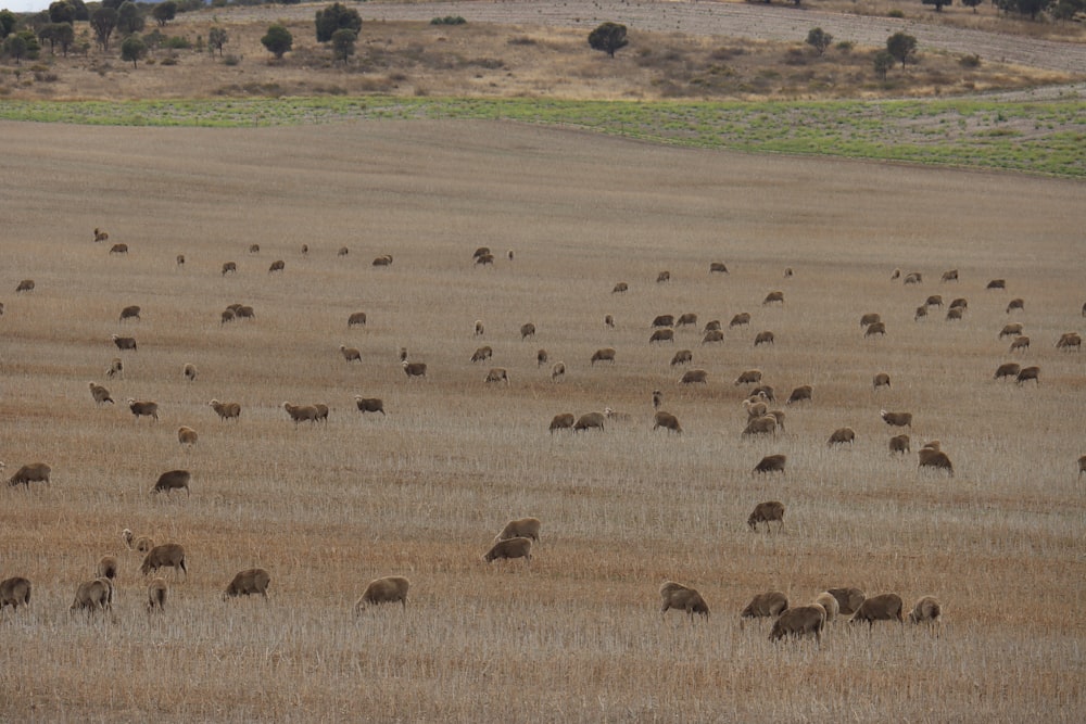 um grande rebanho de animais pastando em um campo