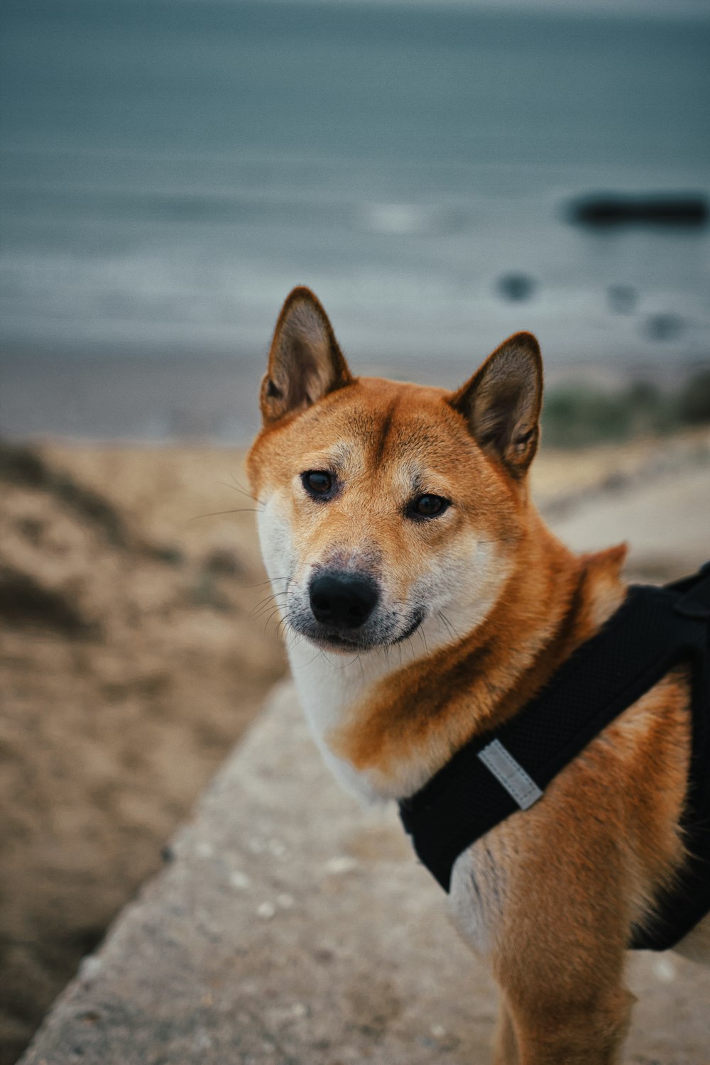 a brown and white dog wearing a black harness