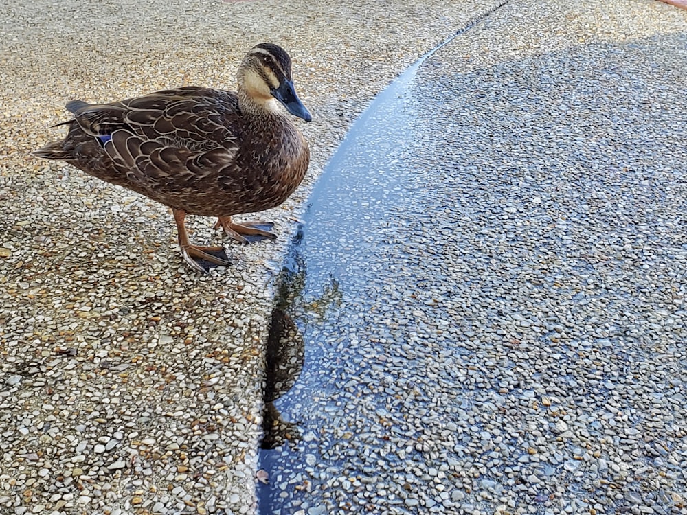 a duck is standing on the edge of a puddle