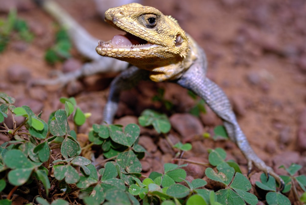 a small lizard with its mouth open on the ground