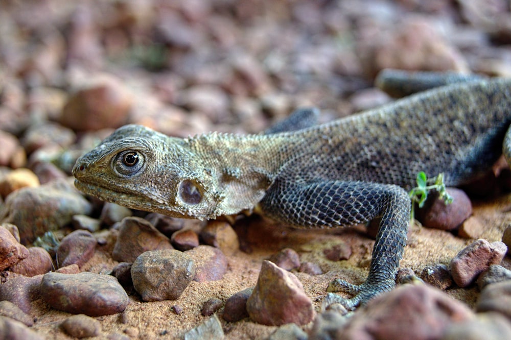 a close up of a lizard on some rocks