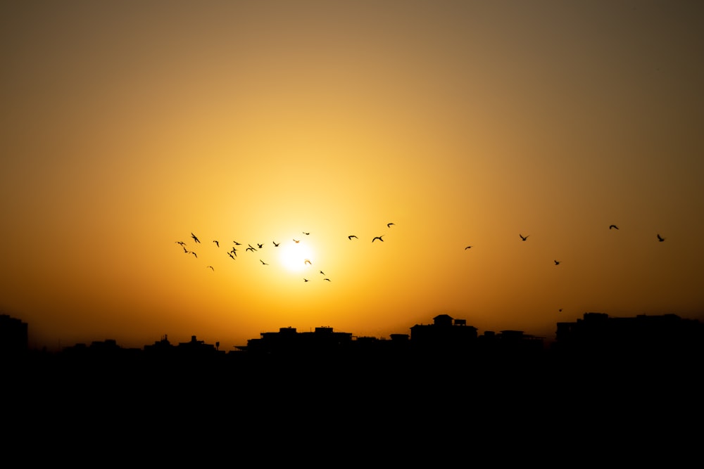 a flock of birds flying over a city at sunset