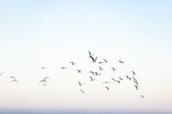 a flock of birds flying over the ocean