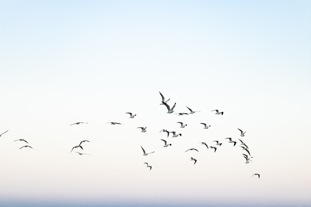 Ein Vogelschwarm fliegt über den Ozean
