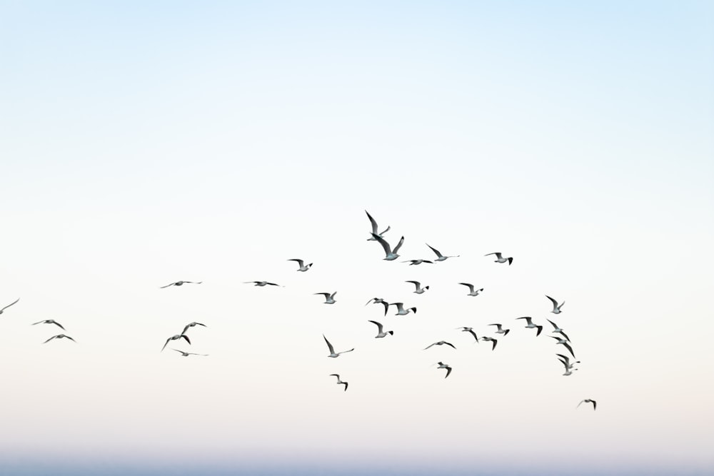 a flock of birds flying over the ocean