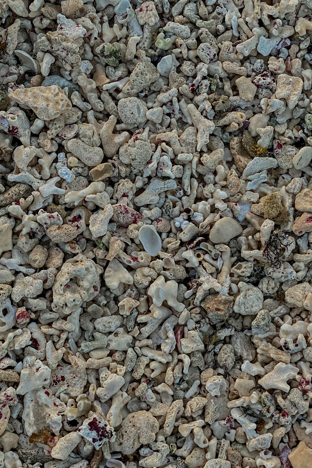 a bunch of rocks that are laying on the ground