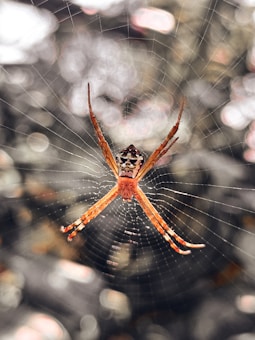 A spider with a distinct black, white, and orange pattern on its body, positioned at the center of a delicate web. The background is blurred, giving emphasis to the intricate spider and its web.