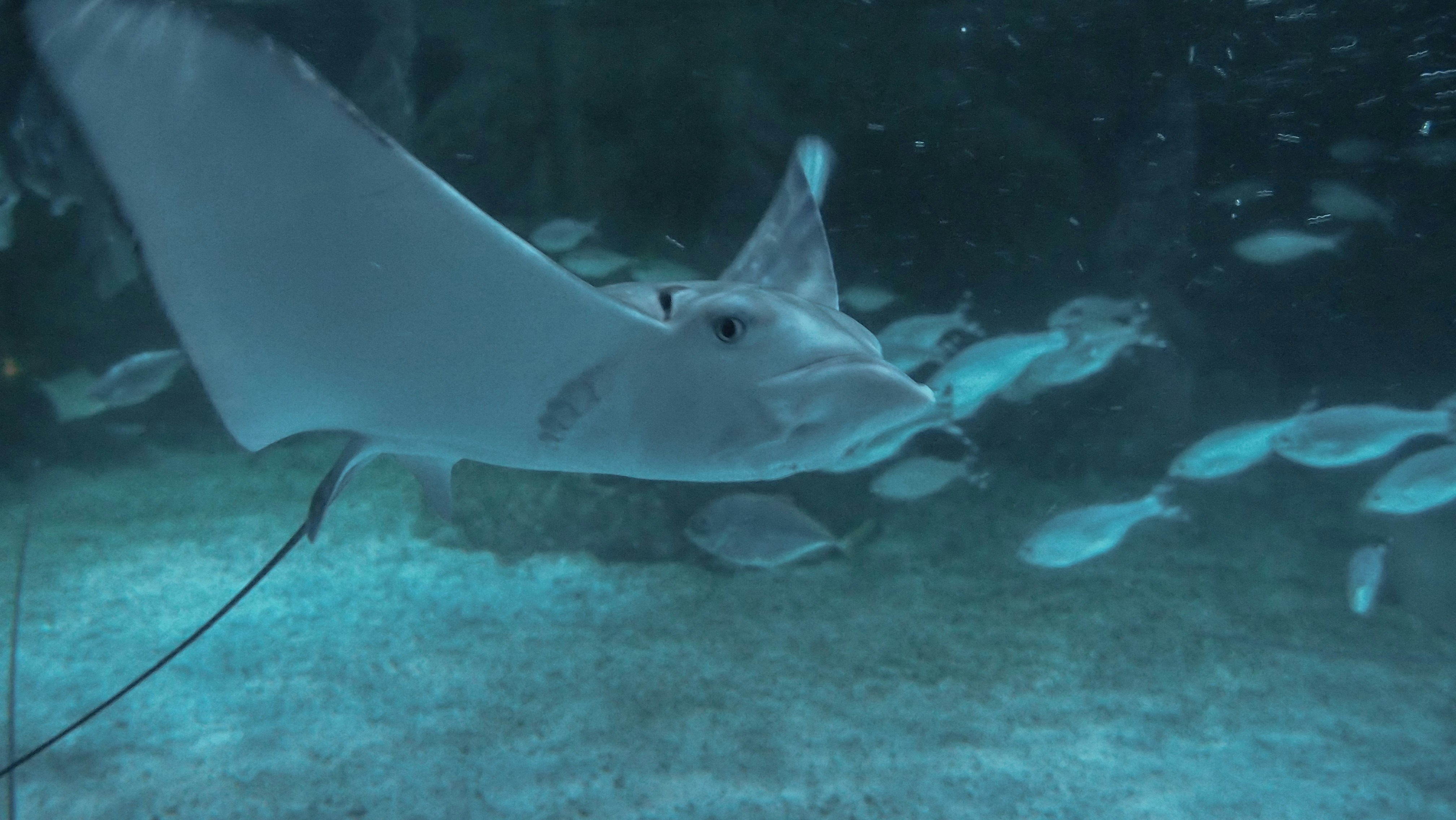 Deseci mrtvih raža na plaži zabrinulo lokalno stanovništvo
