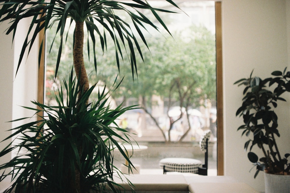 a potted plant sitting on top of a white counter