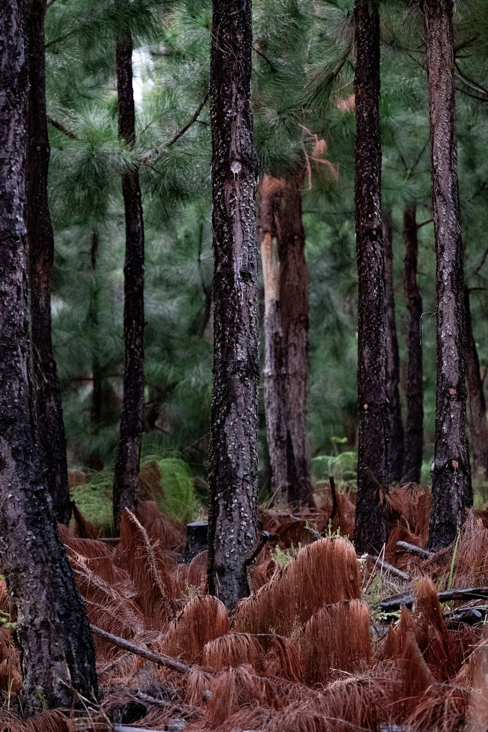 a forest filled with lots of tall pine trees