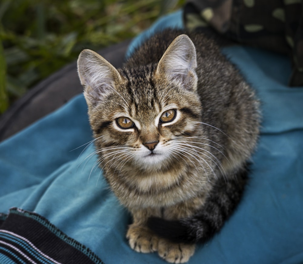 a cat sitting on top of a blue blanket