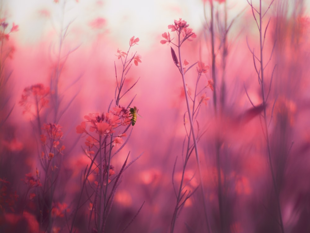 a bee sitting on a flower in a field