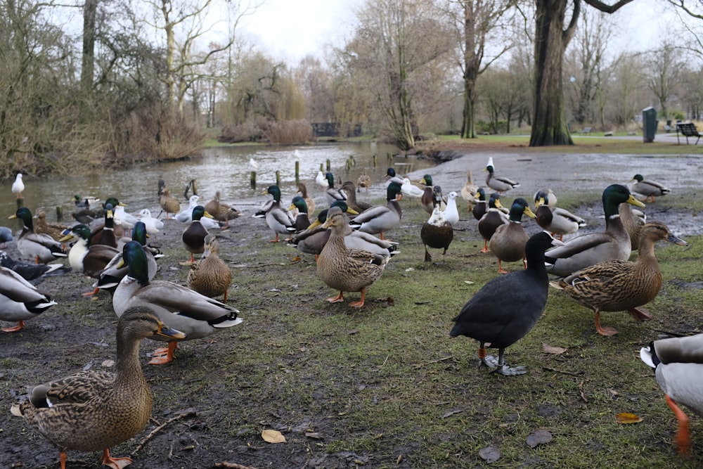 a flock of ducks standing on top of a grass covered field