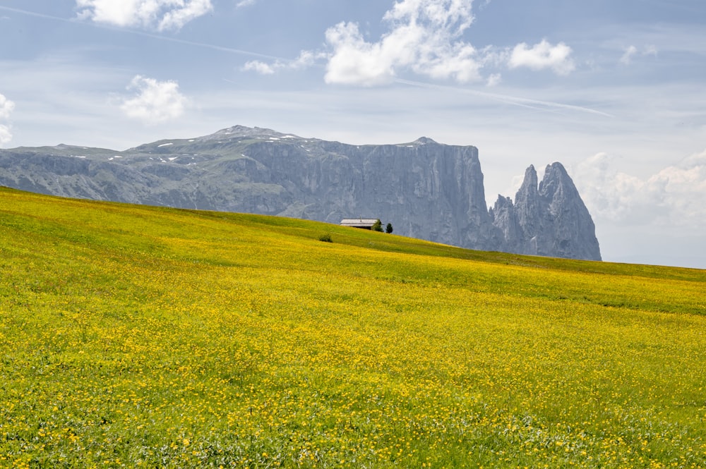 a grassy field with yellow flowers and mountains in the background