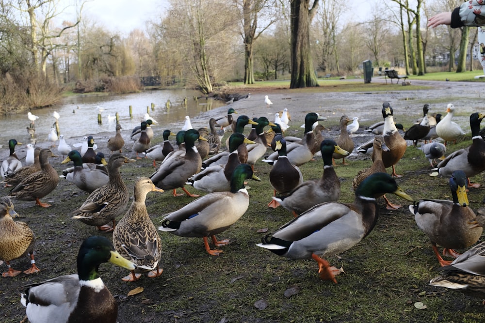 a flock of ducks standing on top of a grass covered field