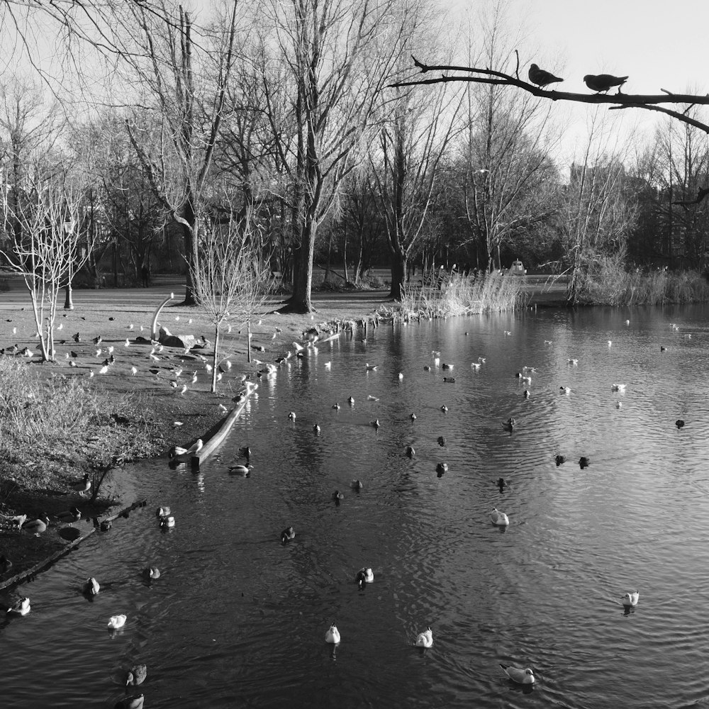 a flock of birds sitting on top of a river next to a forest