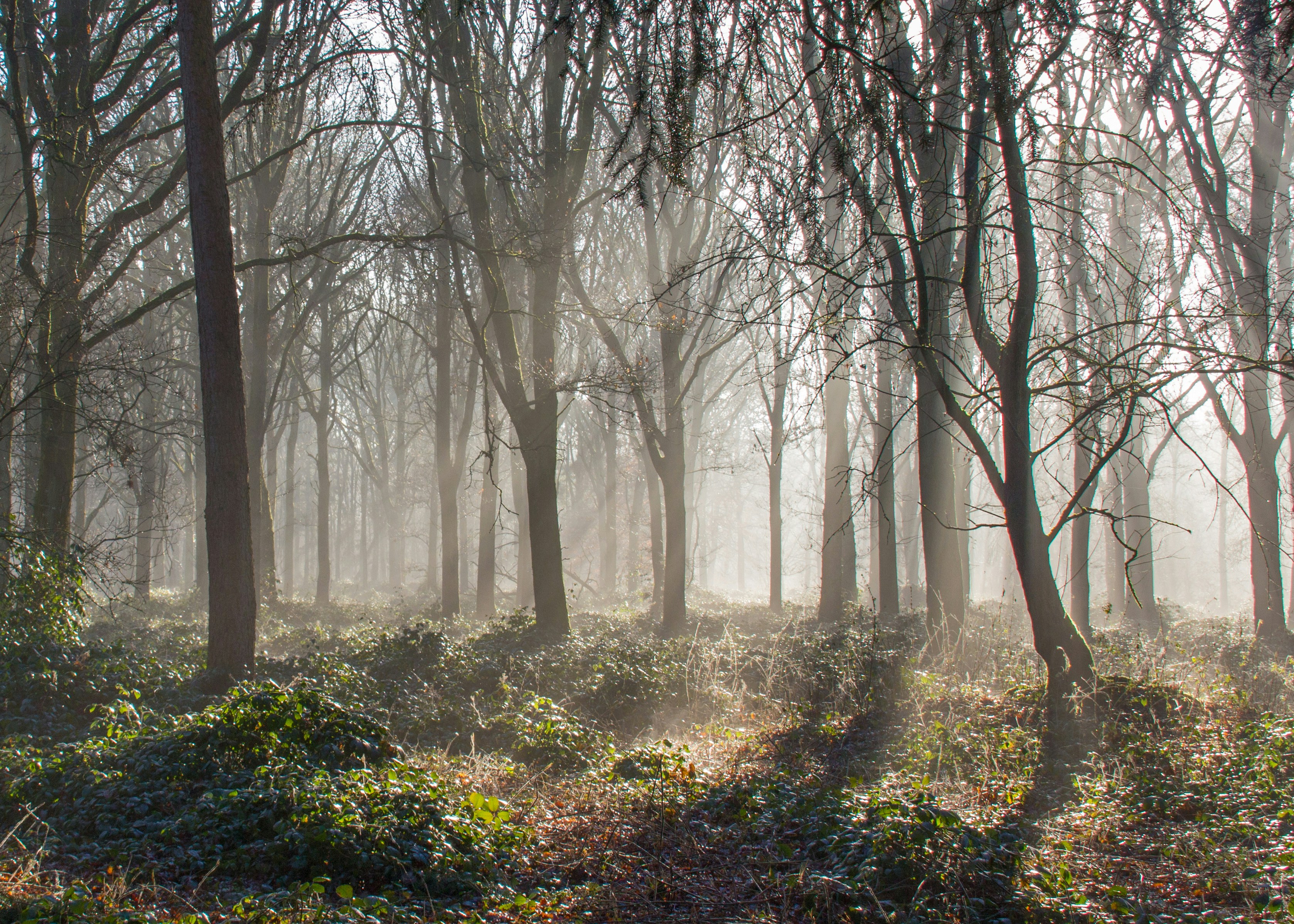 a forest filled with lots of trees covered in fog
