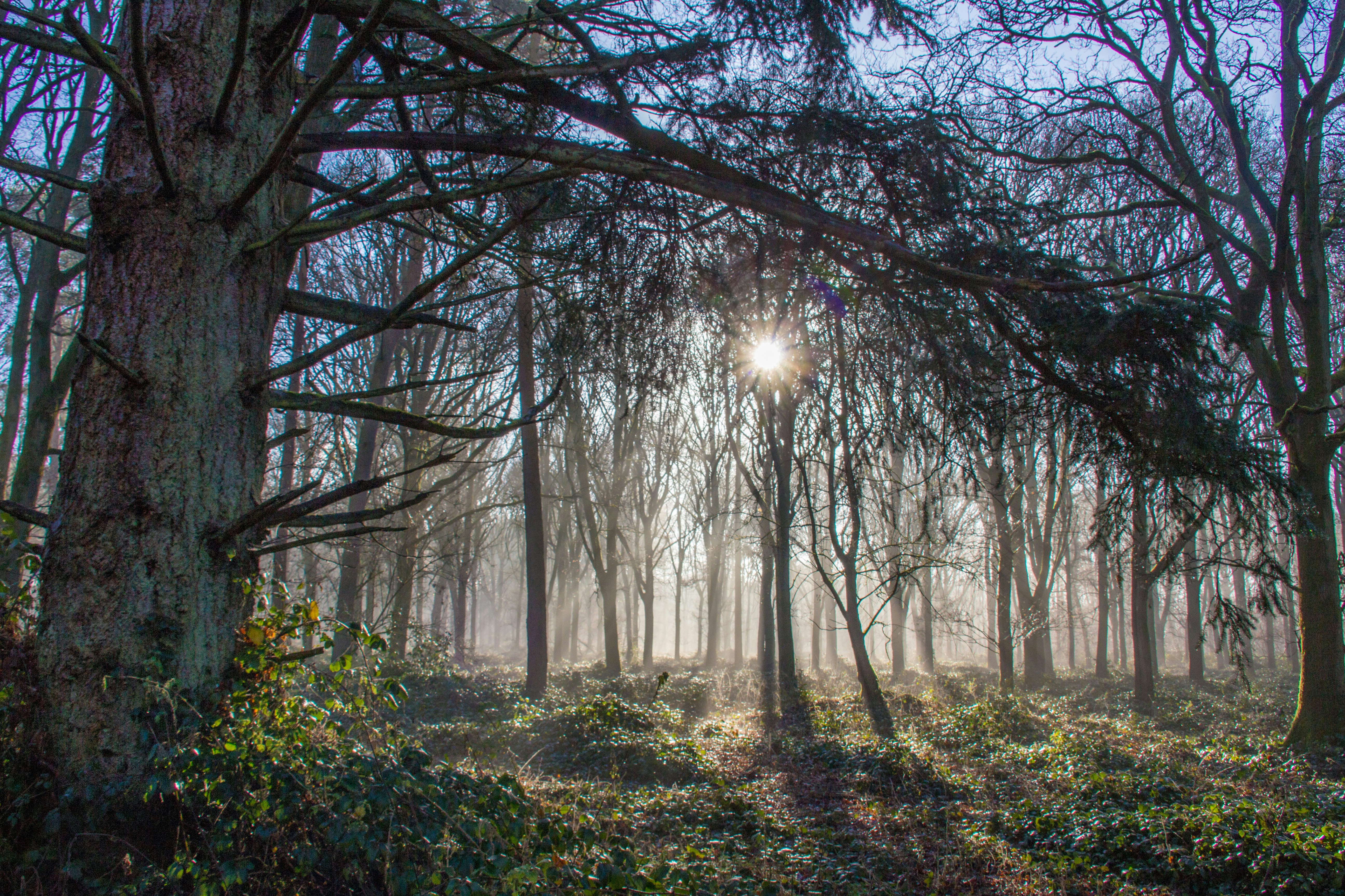 the sun is shining through the trees in the woods