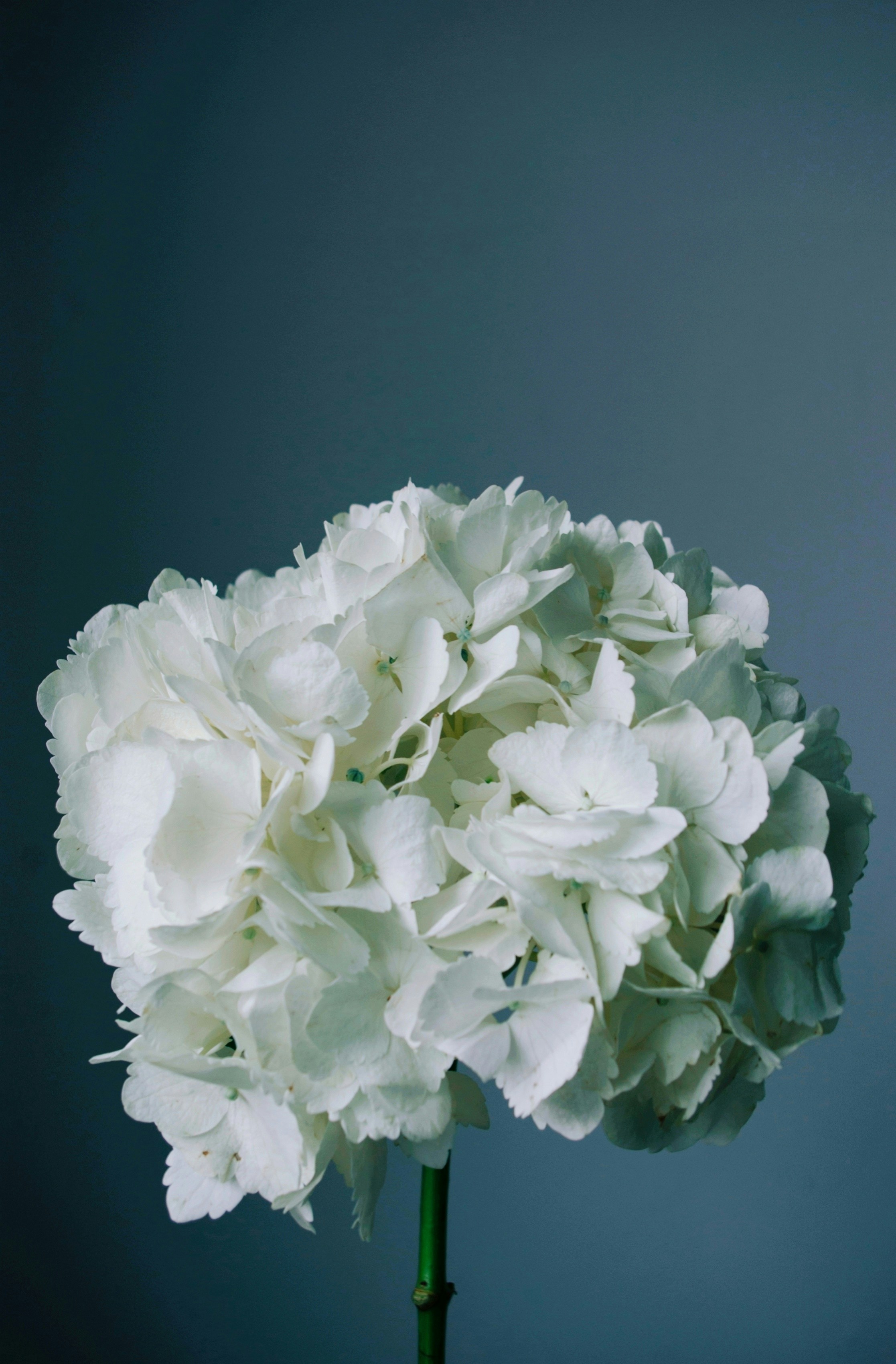 Photo by moonmoons_days