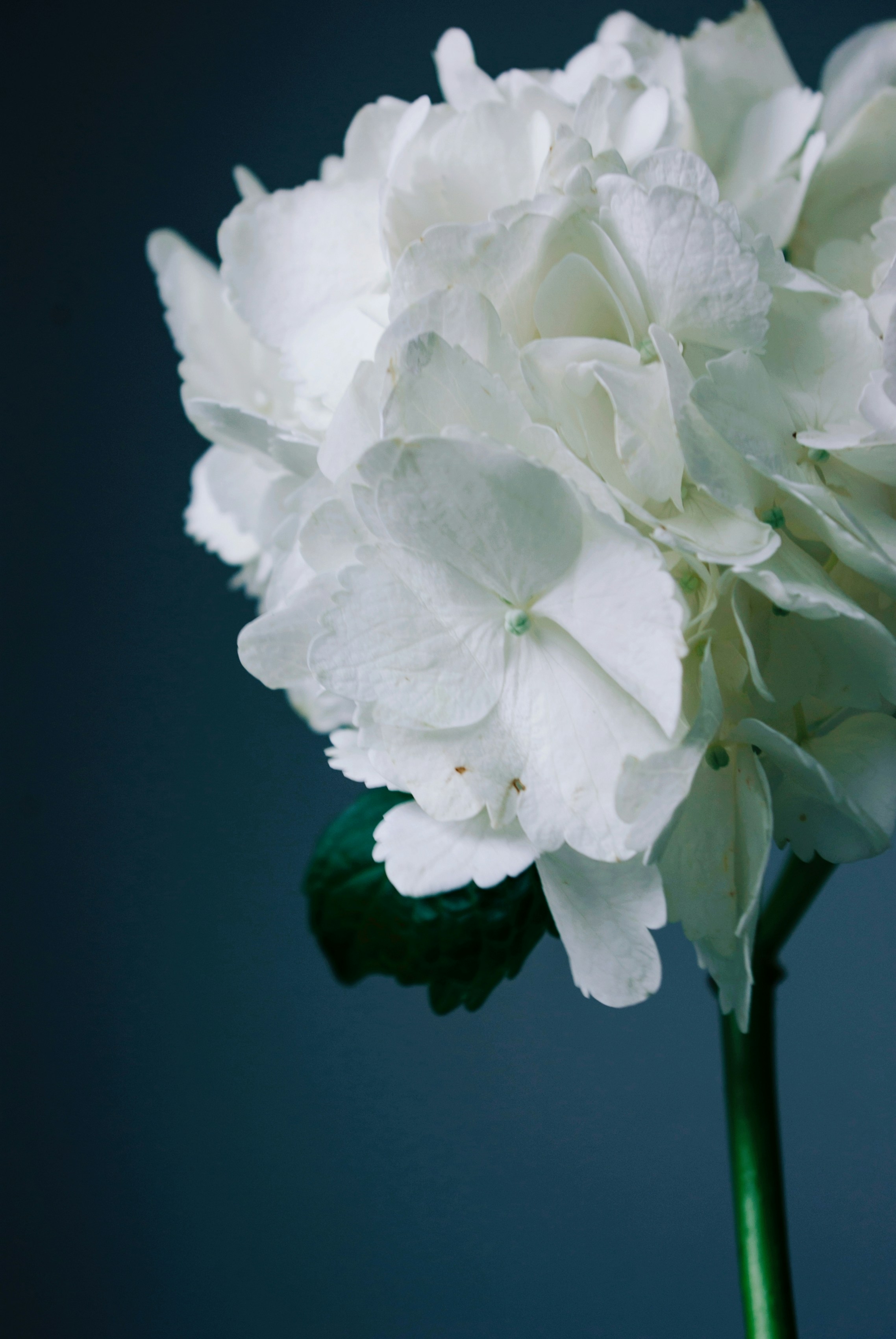 Photo by moonmoons_days