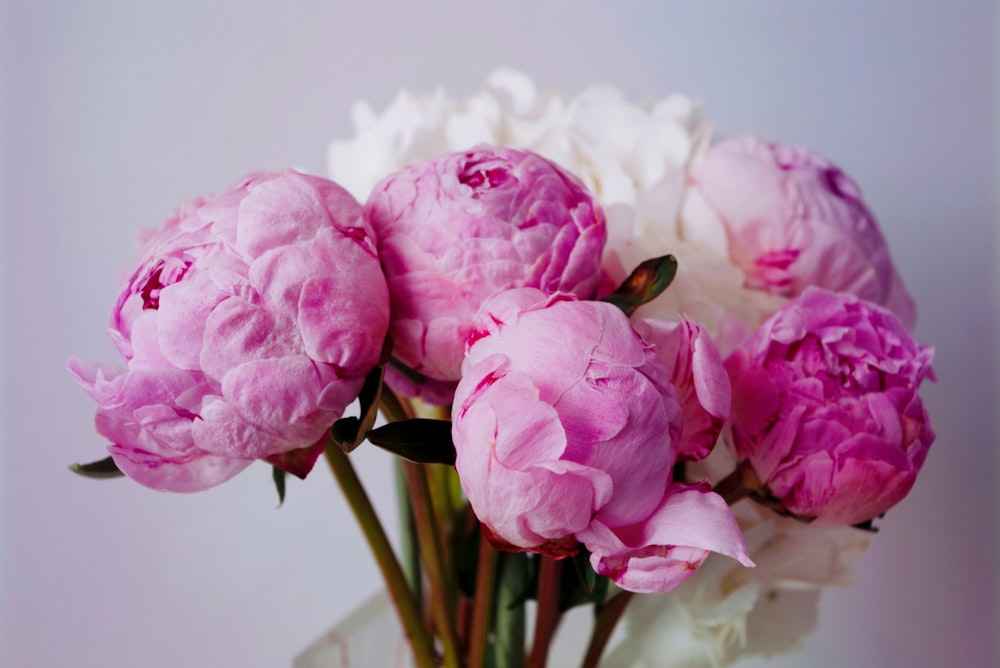 a close up of a flower