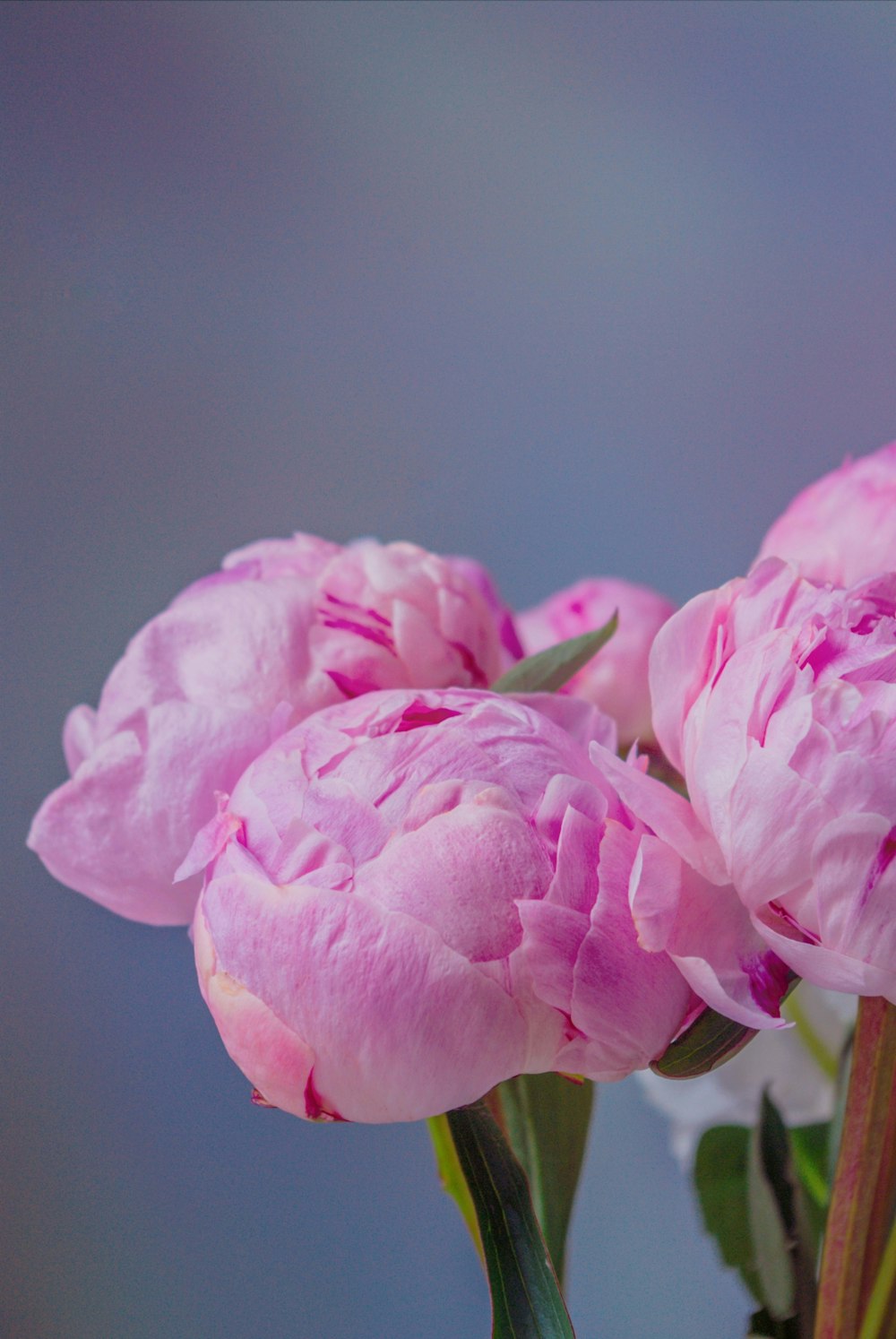 Eine rosa Blume auf einer Pflanze