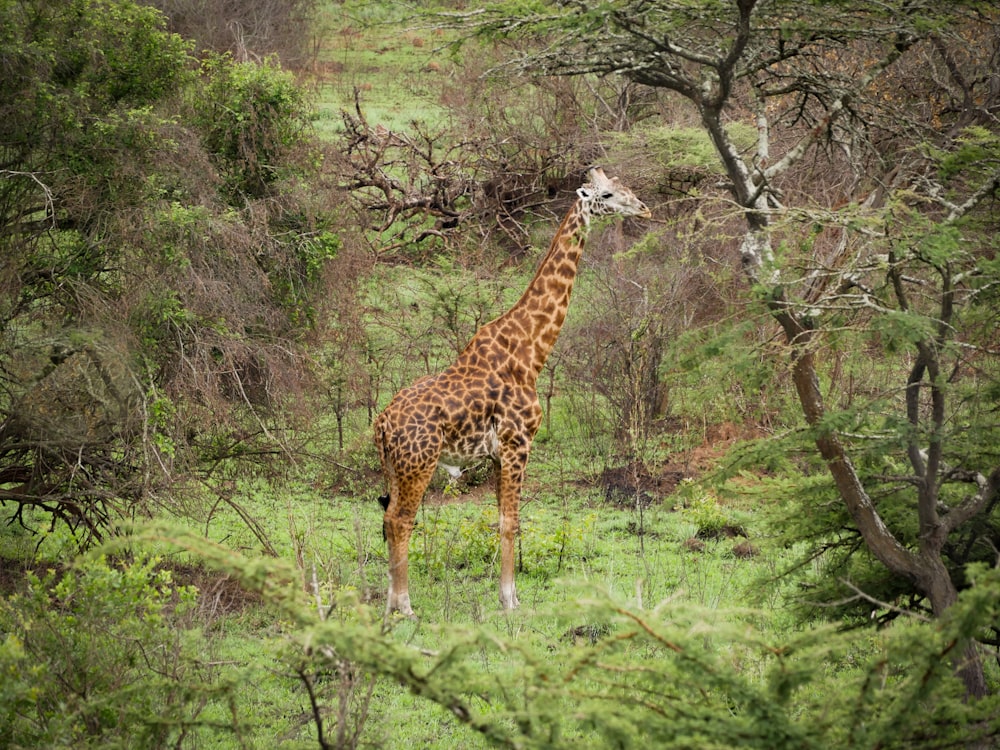 uma girafa em pé no meio de uma floresta