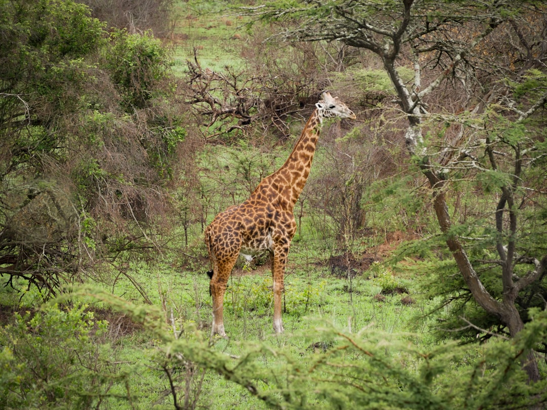 a giraffe standing in the middle of a forest,