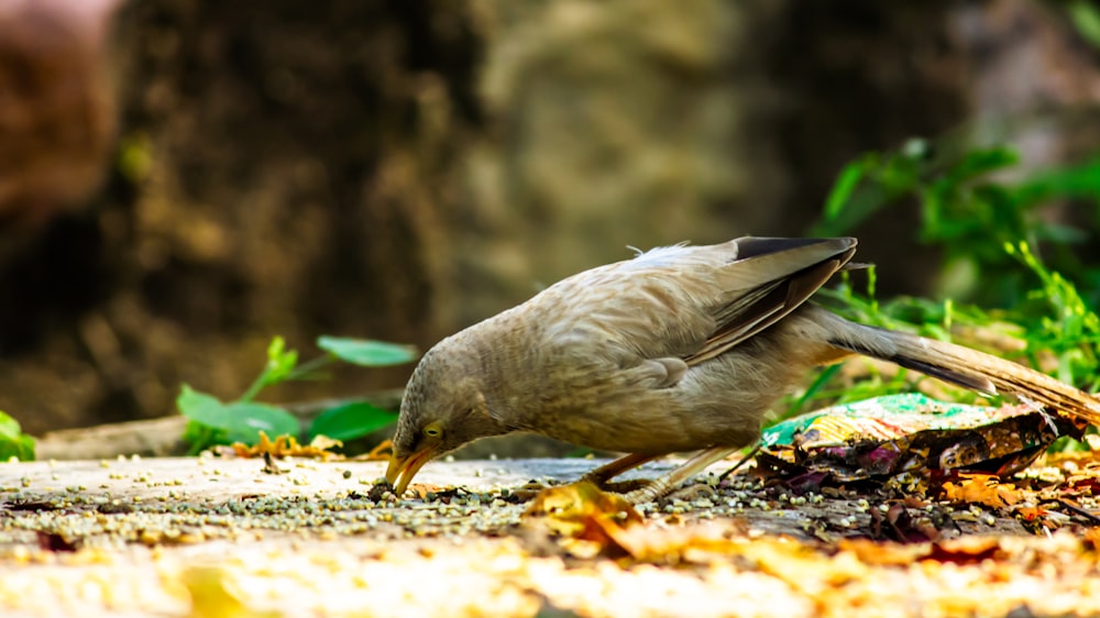 a small bird standing on top of a patch of dirt