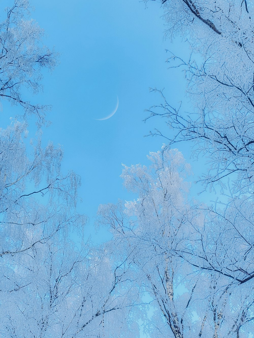 the moon is visible through the trees in the sky