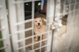 A playful puppy with light fur is sitting inside a kennel. The puppy has its mouth open, possibly panting or barking, and appears energetic. The scene includes a metal gate in the foreground, which gives a view into the enclosure. There are shadows and some indistinct objects around the puppy.