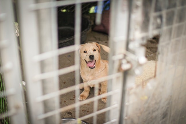 A playful puppy with light fur is sitting inside a kennel. The puppy has its mouth open, possibly panting or barking, and appears energetic. The scene includes a metal gate in the foreground, which gives a view into the enclosure. There are shadows and some indistinct objects around the puppy.