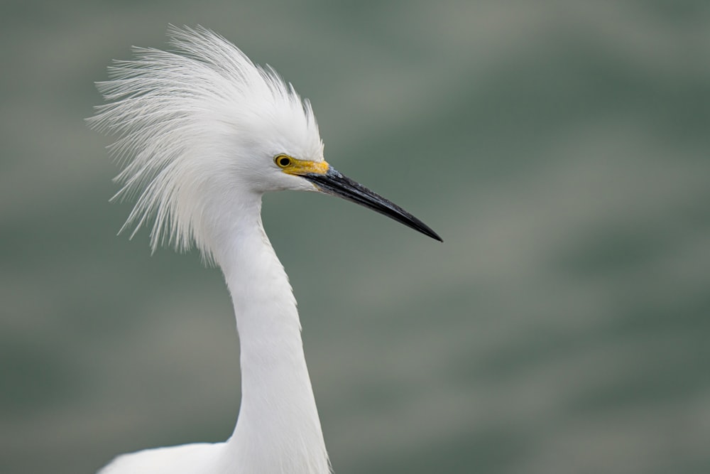 a close up of a white bird with a long neck