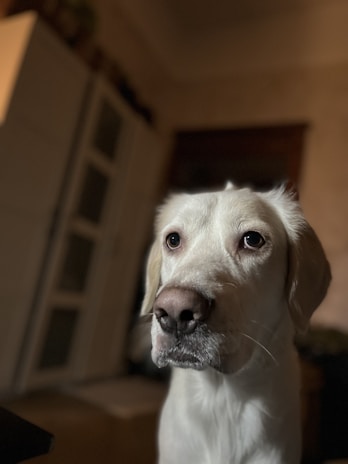 A close-up of a light-colored dog with floppy ears and expressive eyes. The background is a dimly lit room with furniture that appears slightly out of focus, emphasizing the dog's features.