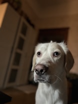 A close-up of a light-colored dog with floppy ears and expressive eyes. The background is a dimly lit room with furniture that appears slightly out of focus, emphasizing the dog's features.