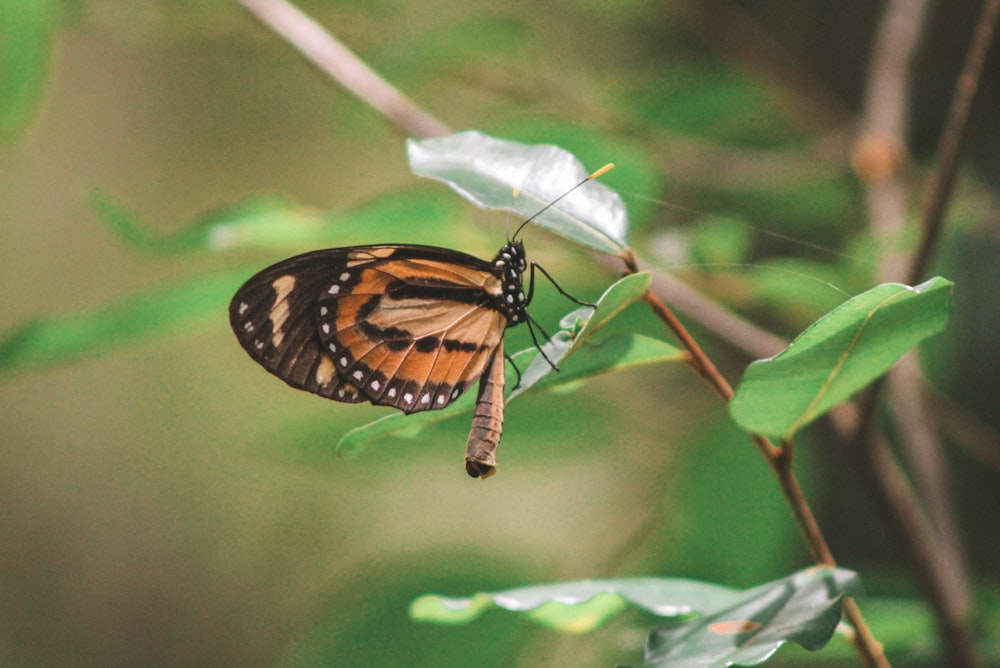 a close up of a butterfly on a leaf