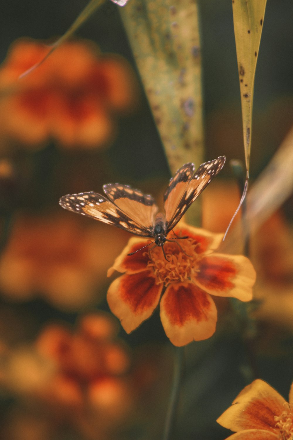 a close up of a butterfly on a flower