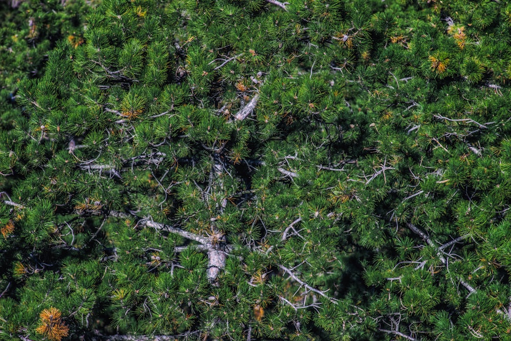 uma vista de perto de uma árvore verde