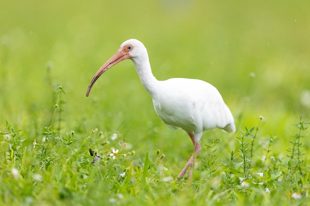 a white bird with a long beak standing in the grass