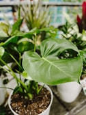 A lush, green plant with large glossy leaves is potted in white containers with rich soil. The background includes blurred plants of various types, creating a sense of a garden or plant nursery.