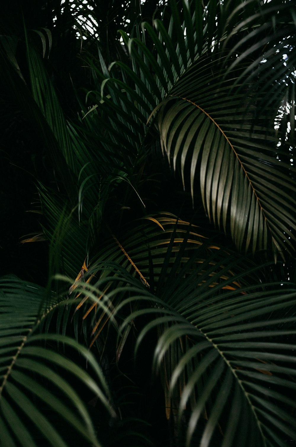 a close up of a leafy plant with a sky background