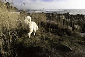 A fluffy white dog is walking on a grassy, rocky path beside the ocean. Tall, dry grasses surround the path, creating a wild and natural atmosphere. The ocean waves crash against the dark rocks in the background, with a light blue sky above.