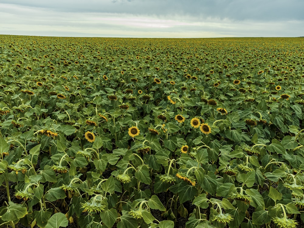 a large field of sunflowers under a cloudy sky