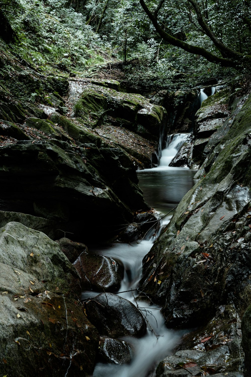 a stream running through a lush green forest