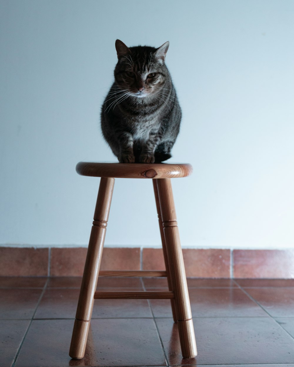 a cat sitting on top of a wooden stool