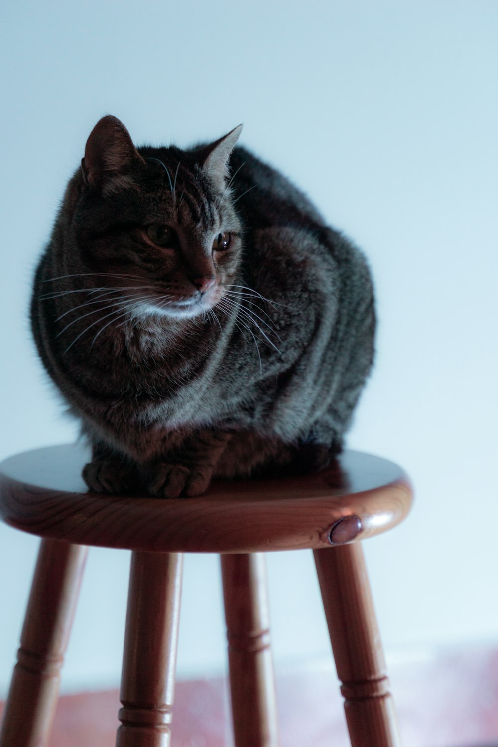 a cat sitting on top of a wooden stool
