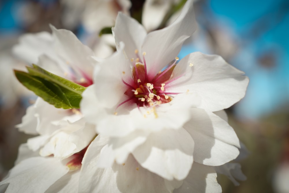 a close up of a white flower with a blue sky in the background