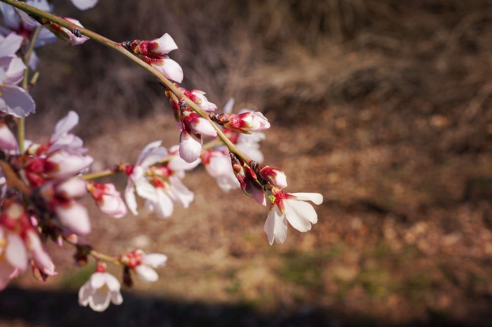 a branch with white and pink flowers on it