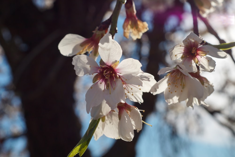 a close up of some flowers on a tree