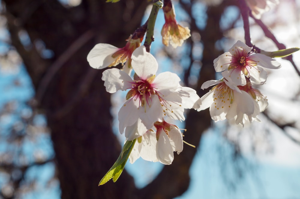 a branch of a tree with white flowers